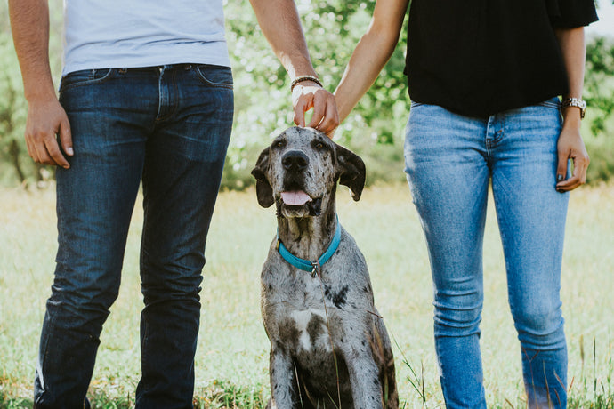 4 étapes pour approcher un chien en toute sécurité