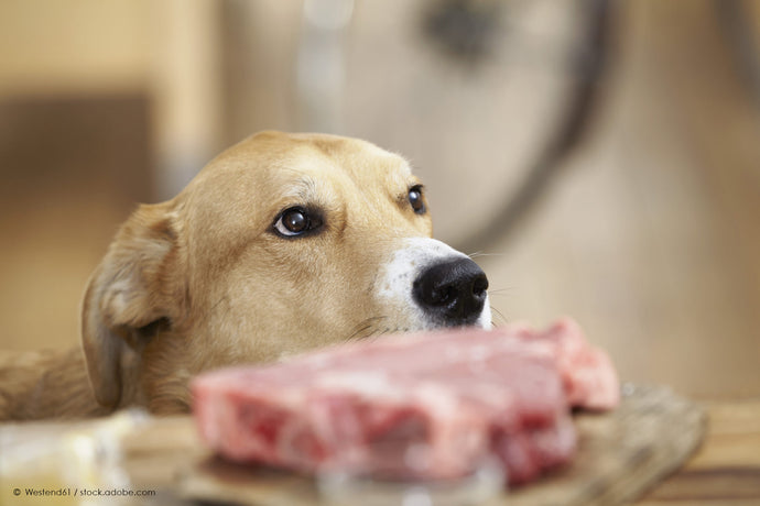 3 choses à savoir avant d'opter pour un régime à base de viande crue pour votre animal