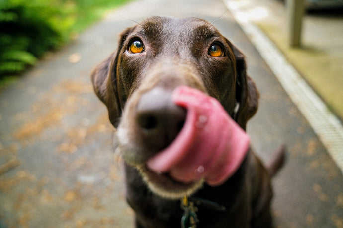 Les aliments à ne jamais donner à son chien