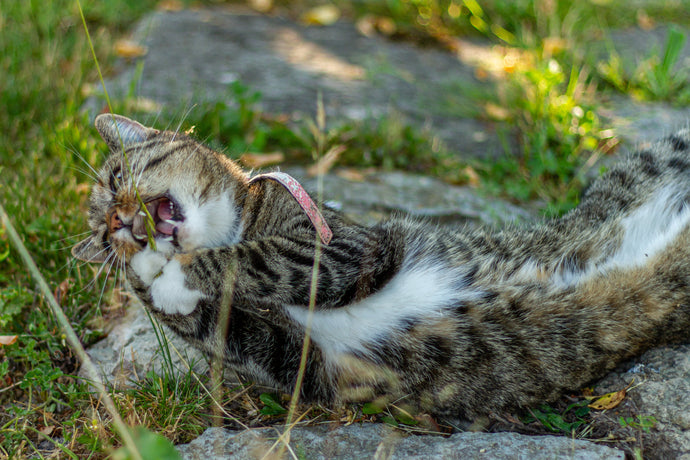 L'herbe aux chats VS l'herbe à chat