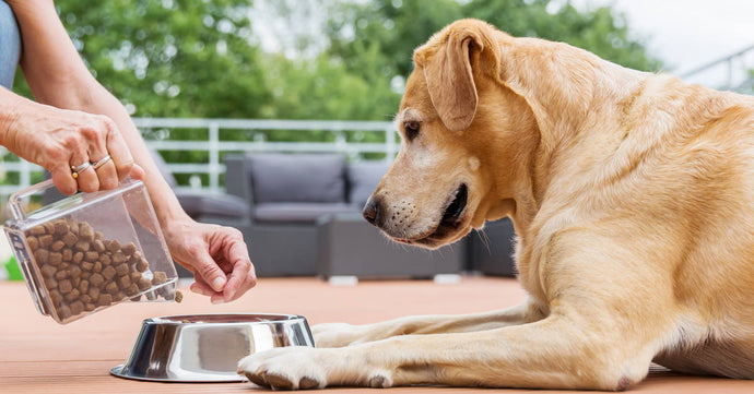 Quelle quantité de nourriture pour votre chien et à quelle fréquence?