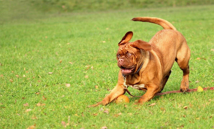 Comment nourrir un chien en surpoids (ou comment éviter qu'il ne le devienne)